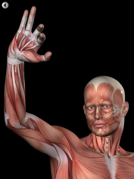 360 Anatomy for Artists HD: Male Figure screenshot-4