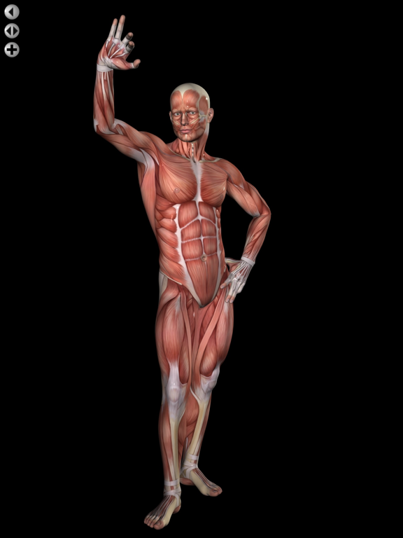 360 Anatomy for Artists HD: Male Figureのおすすめ画像3