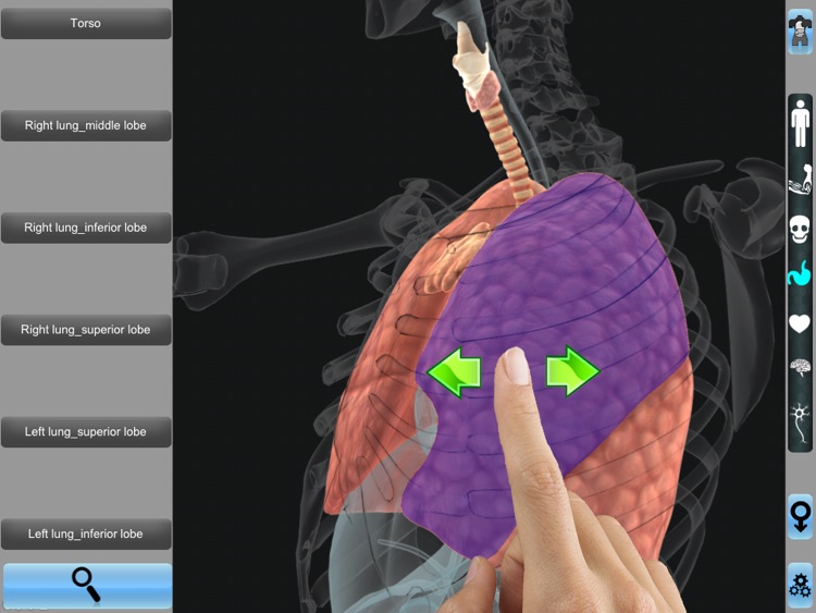 Anatomy 3D for iPad screenshot-4