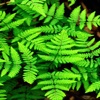 Fern Plants Wallpapers HD- Quotes and Art Pictures
