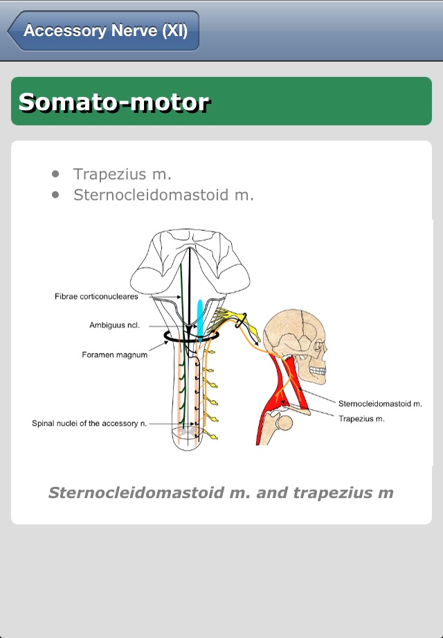 iCranialNerves screenshot 2