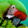 Parrots - Collection