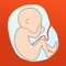 For mothers-to-be, The App  provide some required knowledge in the entire breeding cycle knowledge, and help expectant mothers to enjoy procedure of the wonderful pregnancy