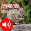Squirrel Sounds & Call - Real Sounds