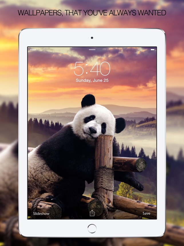 Panda Wallpapers Panda Pictures Panda Images On The App