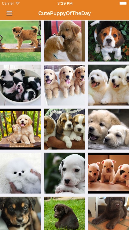 Dog News & Puppy Training Tips Pro screenshot-3
