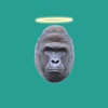 Harambe's Last Words