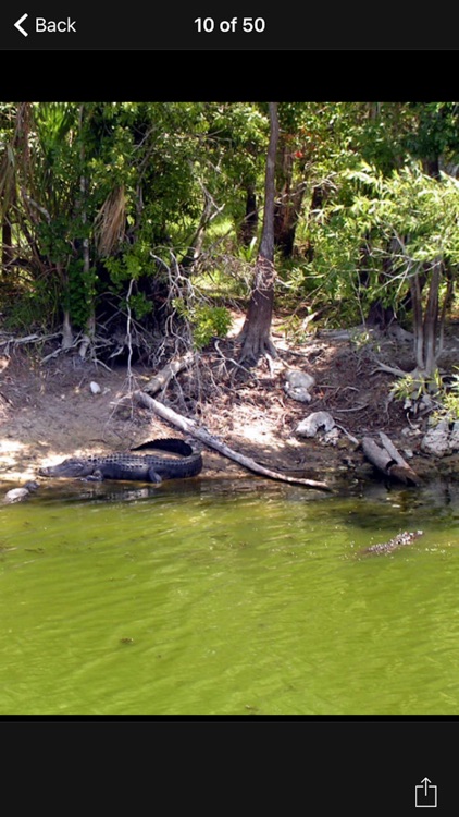 Big Cypress National Preserve - USA screenshot-4