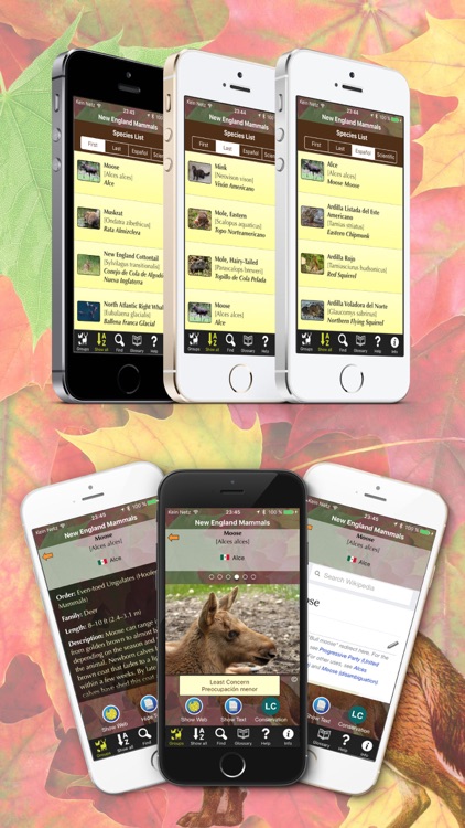 New England Mammals - Guide to Common Species screenshot-3