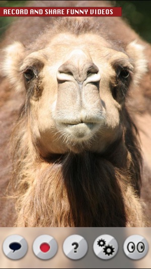 Talking Camel(圖2)-速報App