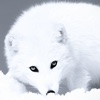 Arctic Fox Wallpapers HD: Quotes and Art Pictures