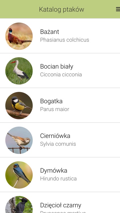 Ptaki i drzewa w mieście screenshot-4