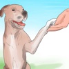 Puppy Training for Beginner Guide - Training Tips