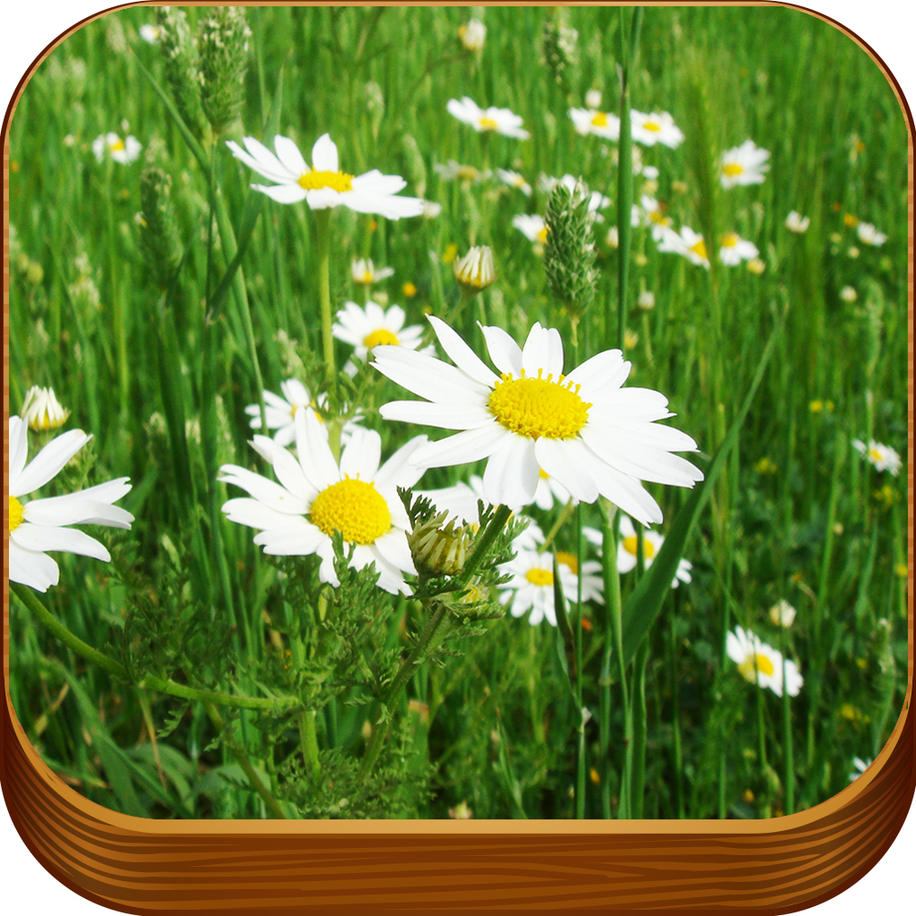 春 壁紙 3d 美しい 自然 背景 コレクション ために カスタム ロック 画面 Iphoneアプリ Applion