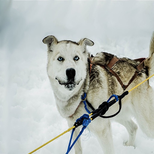 Sled Dog Stickers