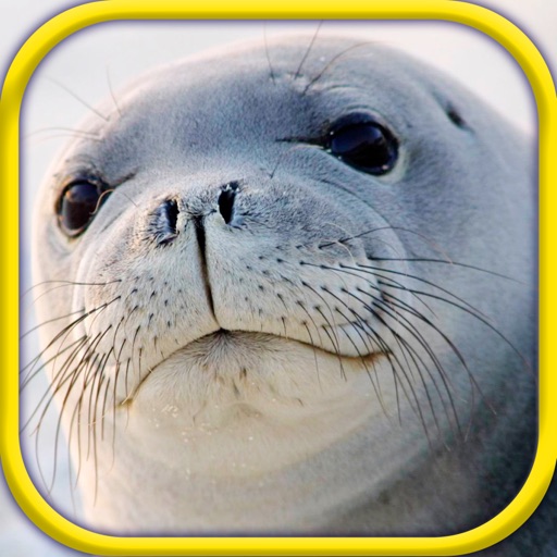 Amazing animals:Pet care game