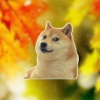 Doge Memes Faces - stickers meme pack for iMessage