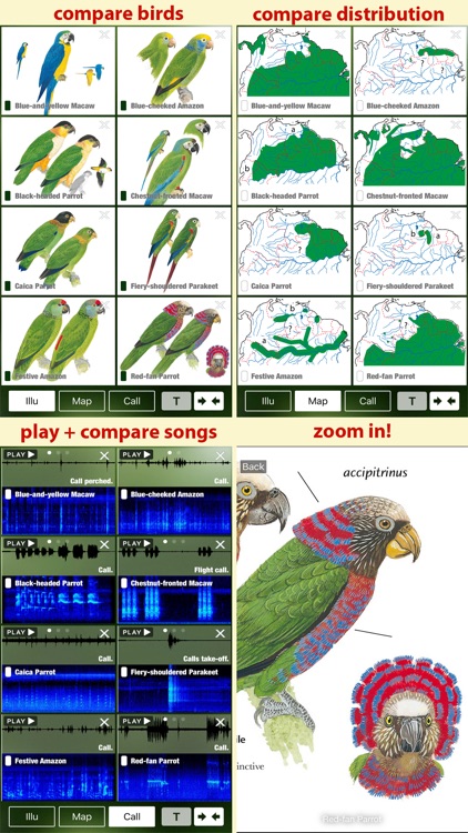 All Birds Northern Brazil - a field guide to all the bird species recorded in this region of South America