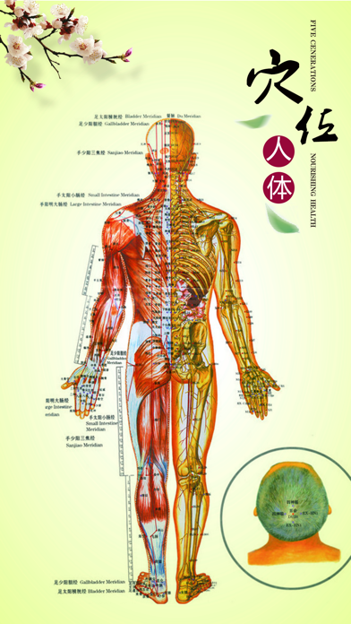 人體穴位中醫專業版-針灸經絡養生與按摩保健