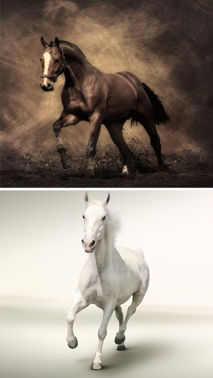Horse Wallpapers HD - Collection of Running Horses