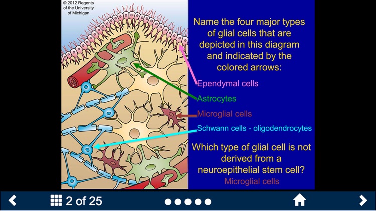 Histology - Nervous System