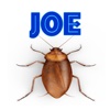 Pet Cockroach Joe