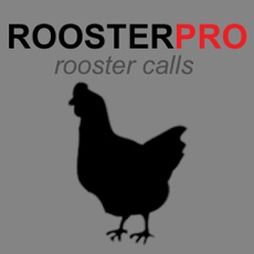 Activities of REAL Rooster Sounds and Rooster Crowing