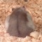 Hamster Memory Game - Match two Photos!