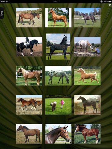 Horses HD screenshot 4