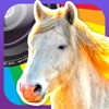 Horse Lovers Camera