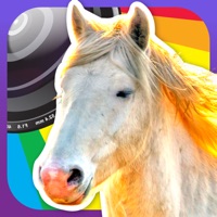 Horse Lovers Camera