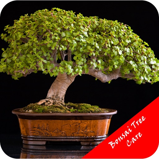 Bonsai Tree Care Guide icon