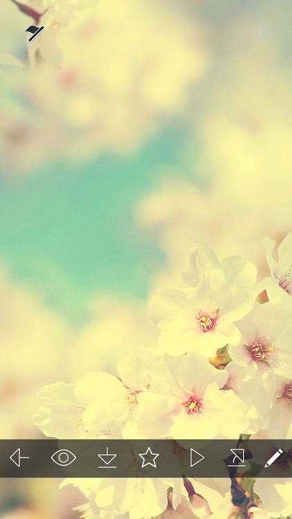 Sakura Wallpapers, Japanese Cherry Blossom Flowers