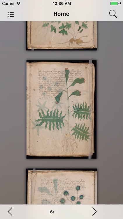 Voynich Manuscript Guide screenshot-4