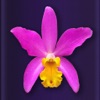 Icon Orchid Collection