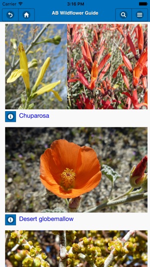 Anza-Borrego Wildflowers Lite