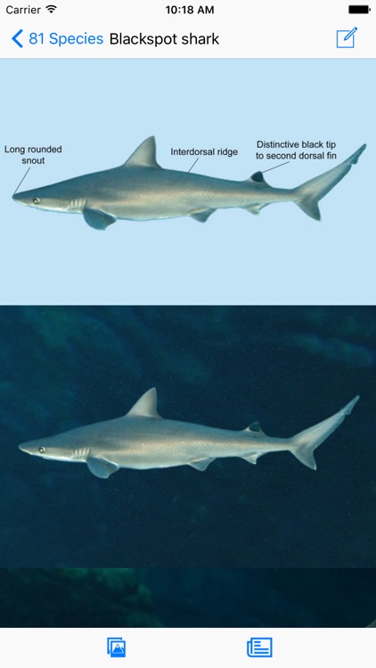 eGuide to Sharks and Rays