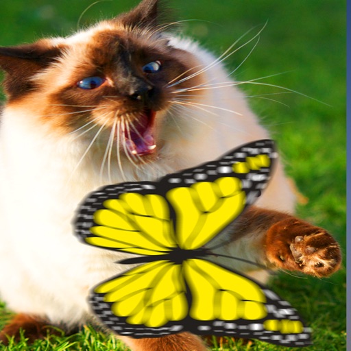 Butterfly Games for Cat iOS App