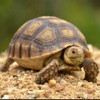 Turtles Premium Photos and Videos