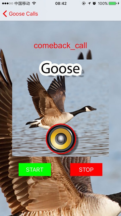 Real Goose Hunting Calls & Sounds screenshot-3