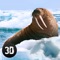 Enjoy the life of a large fanged Arctic seal – the walrus