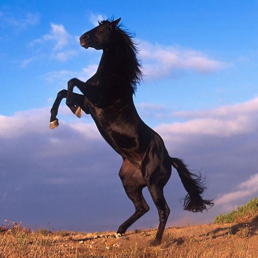Horse Pro icon