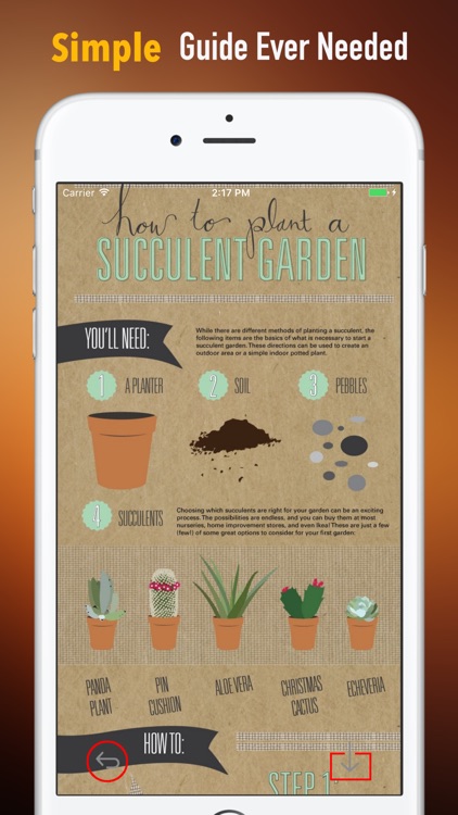 Succulents Plant for Beginners:Care Tips and Guide