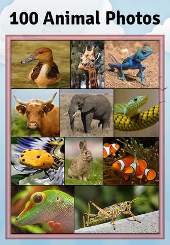Animal Slide Image Puzzle screenshot 4