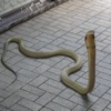 Snakes Wiki