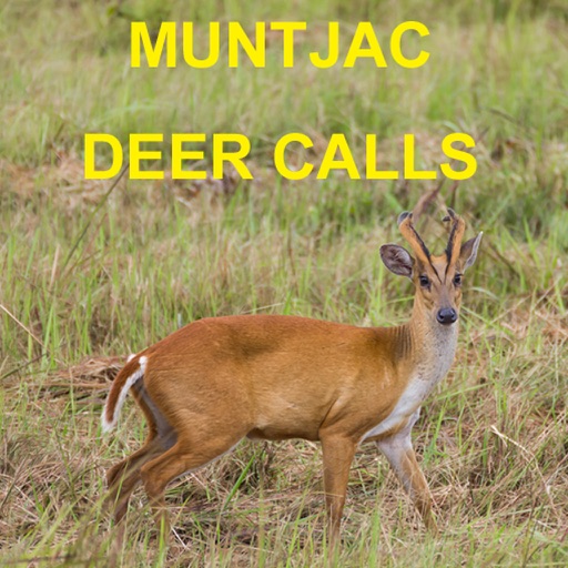 Muntjac Deer Calls Sounds for Big Game Hunting iOS App