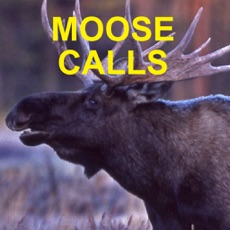 Activities of Moose Calls for Moose Hunting
