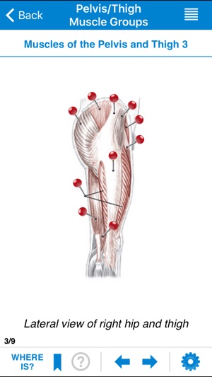 AMTA Massage Anatomy Guide(圖3)-速報App