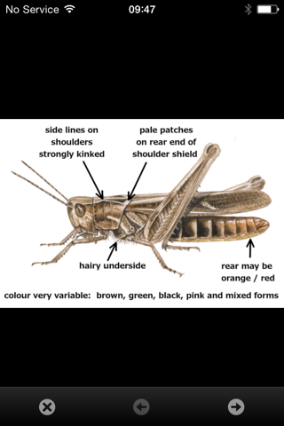 iRecord Grasshoppers - náhled