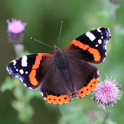 Butterfly Encyclopedia icon